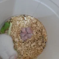 واگذاری همستر