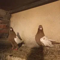 سینه سرخ جفت|پرنده|عجب شیر, |دیوار