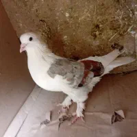 کبوتر