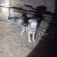 بسیارباهوش  وخیلی  با ادب  وبامرام|سگ|یاسوج, |دیوار