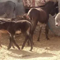 عنبرالنسا و شیرالاغ