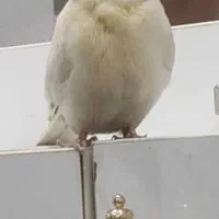 عروس هلندی  گم شده|حیوانات|اهرم, |دیوار