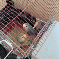 کوتوله و عروس هلندی