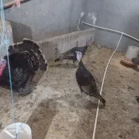 بوغلمون جوان امسالی|حیوانات مزرعه|اردبیل, |دیوار