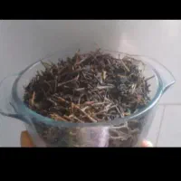 چایی بهاره لاهیجان