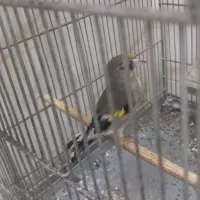 سره کرمانی جوجه قفس|پرنده|وحیدیه, |دیوار