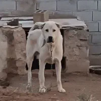 سگ عراقی سرابی نگهبان باغ ویلا