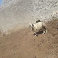 بره|حیوانات مزرعه|جهرم, |دیوار