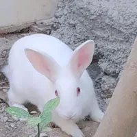 خرگوش سفید چشم قرمز|موش و خرگوش|کازرون, |دیوار