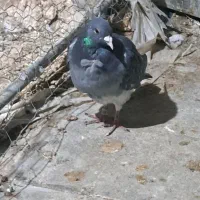 ماده پلاکی|پرنده|شهرکرد, |دیوار