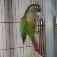 طوطی گرینچیک ماده.عروس وبرزیلی بالغ|پرنده|بهبهان, |دیوار