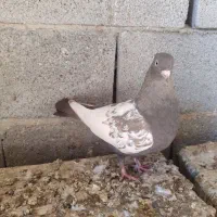 ماده سینه قهوه ای|پرنده|شهرکرد, |دیوار