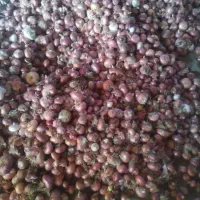 پیاز|خدمات باغبانی و درختکاری|دهگلان, |دیوار