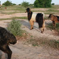 بز نر چاق مناسب داشت و قصابی(امیدیه)