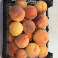 هلو|خوردنی و آشامیدنی|اصفهان, بهارستان|دیوار