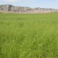 زمین کشاورزی