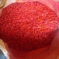 بذرذرت هیبرید سیمون علوفه ای ودانه ای