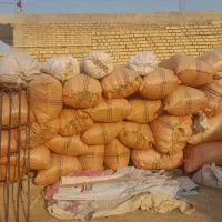 گمشده کاه شلیف