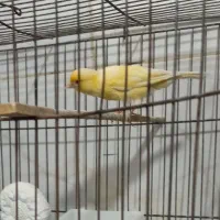 قناری ماده|پرنده|رباط‌کریم, رباط‌کریم|دیوار