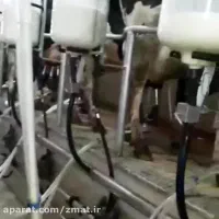 نیروی کار در گاوداری صنعتی