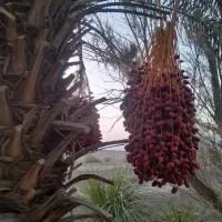 فروش انواع خرما روی درخت ربی . زاهدی.مضافتی