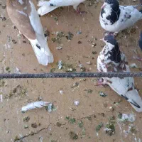 کفتر|پرنده|یاسوج, |دیوار