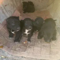 سگ پاکوتاه و ژرمن