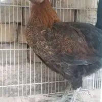 جوجه محلی دونه ای ۱۳۰۰