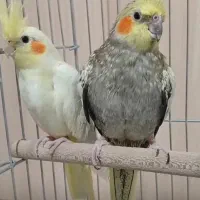 عروس هلندی جفت