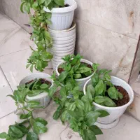 گلدان ناز یخی