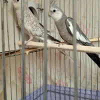 عروس هلندی جوان مولد