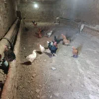 فروشی|حیوانات مزرعه|مرند, |دیوار