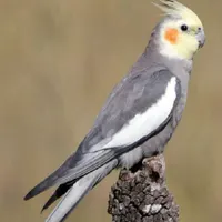عروس هلندی گمشده