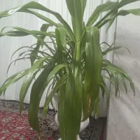 گیاه گل موزی