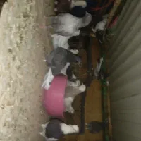 کبوتر نژاد دارد معاوضه|پرنده|سقز, |دیوار