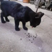 واگذاری بچه گربه سه ماهه