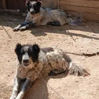 واگذاری سگ|سگ|لاران, |دیوار