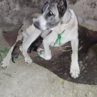 ماده سرابی آلاش|سگ|اردبیل, |دیوار