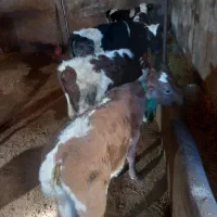 فروش ۵ راس گوساله نر سمینتال و شاروله|حیوانات مزرعه|جعفرآباد, |دیوار