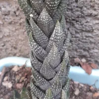 فروش گل طبیعی|گل و گیاه طبیعی|مشهد, شهید شهریاری|دیوار