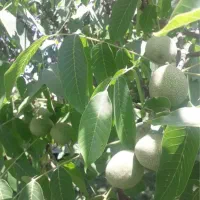 گردو تکان دادن همراه بیمه کمربند