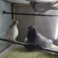 پرنده|پرنده|کرمانشاه, |دیوار