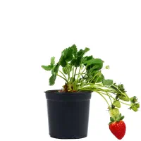 نشا توت فرنگی