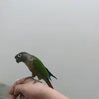 گیرینچیک نر دستی|پرنده|یزد, |دیوار