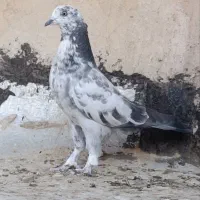 کبوتر گرفتنی|پرنده|قم, باسکول|دیوار