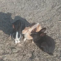 خرگوش ۱۶عدد|موش و خرگوش|سنندج, |دیوار