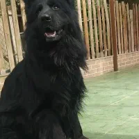 توله سگ ژرمن شپرد ژرمنشپرد ماده بلک