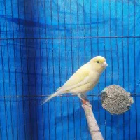 قناری ماده آماده