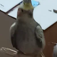 عروس هلندی بالغ جفت|پرنده|دامغان, |دیوار