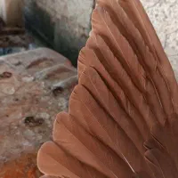 فروشی|پرنده|کازرون, |دیوار